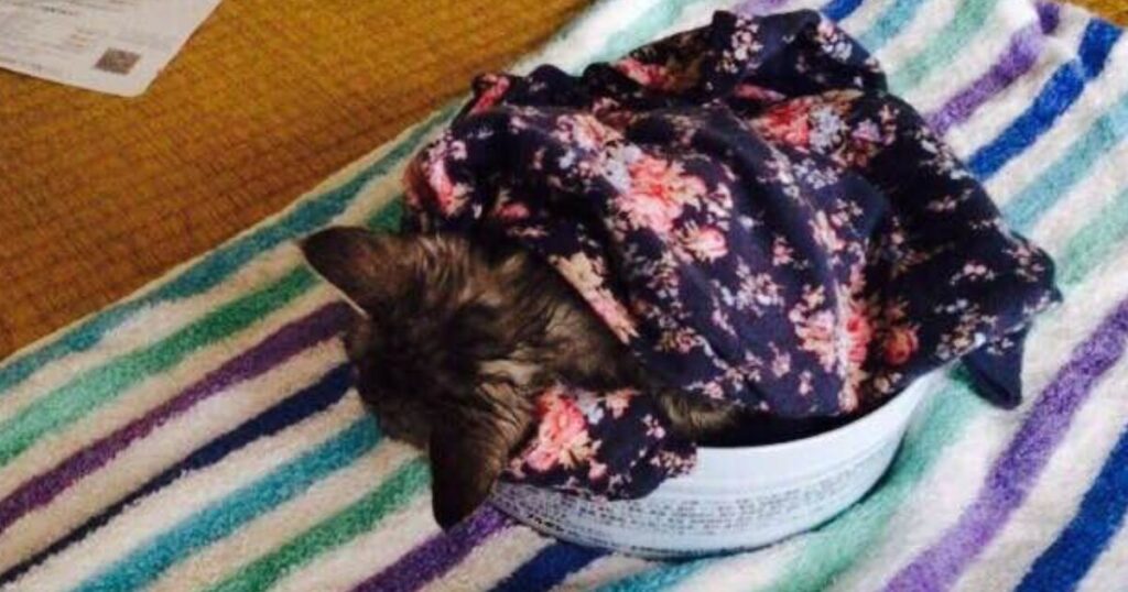 保護直後の子猫。どうしたらいいかわからず、とりあえず自分の服にくるんで保温した