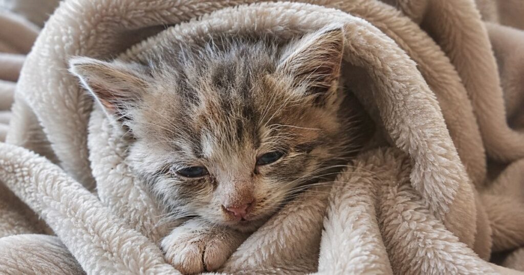 弱っている子猫。毛布にくるまっている