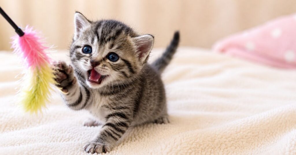 猫じゃらしで遊ぶ子猫