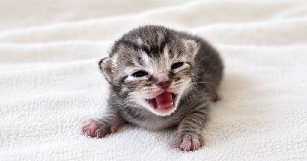 生後1週間くらいの子猫。