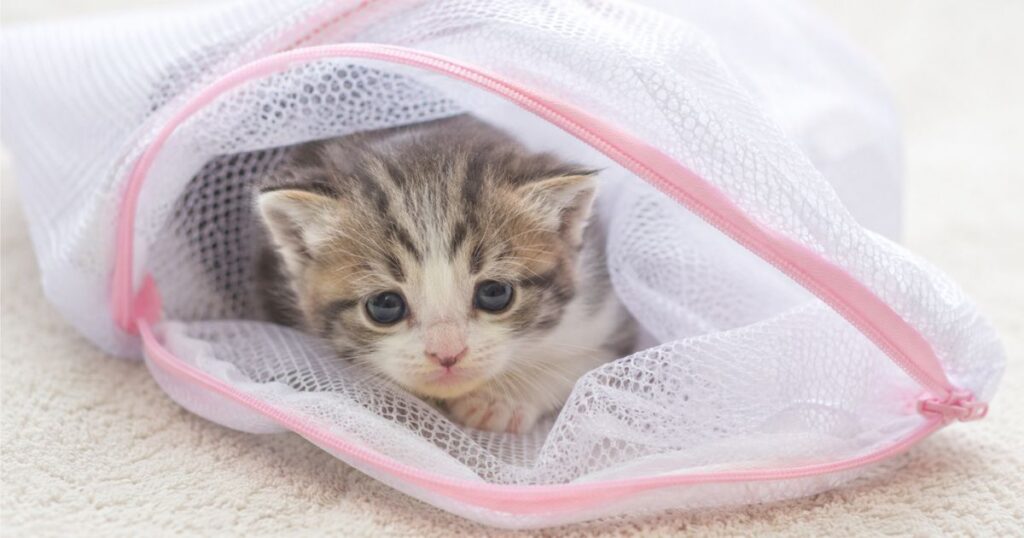 洗濯ネットに入ってる子猫
