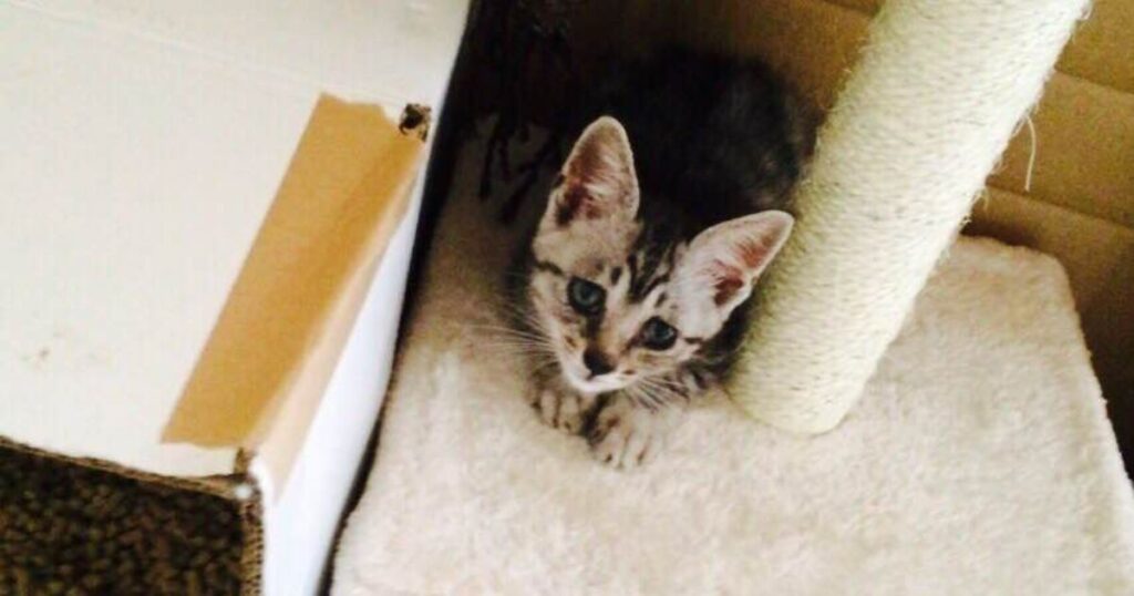【昔、保護したにゃん太郎】猫風邪が治ってきた頃