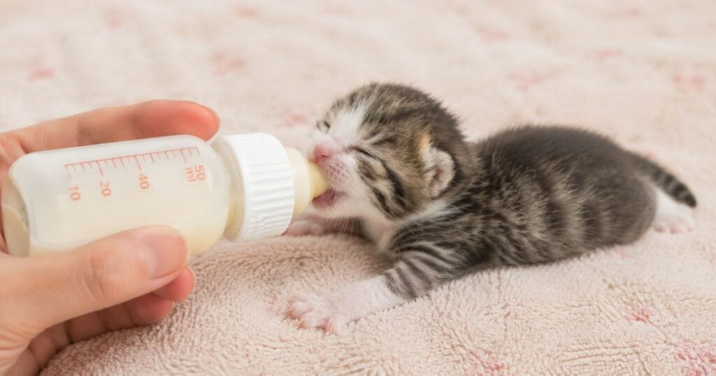 生後2週間の子猫。腹ばいでミルクを飲む