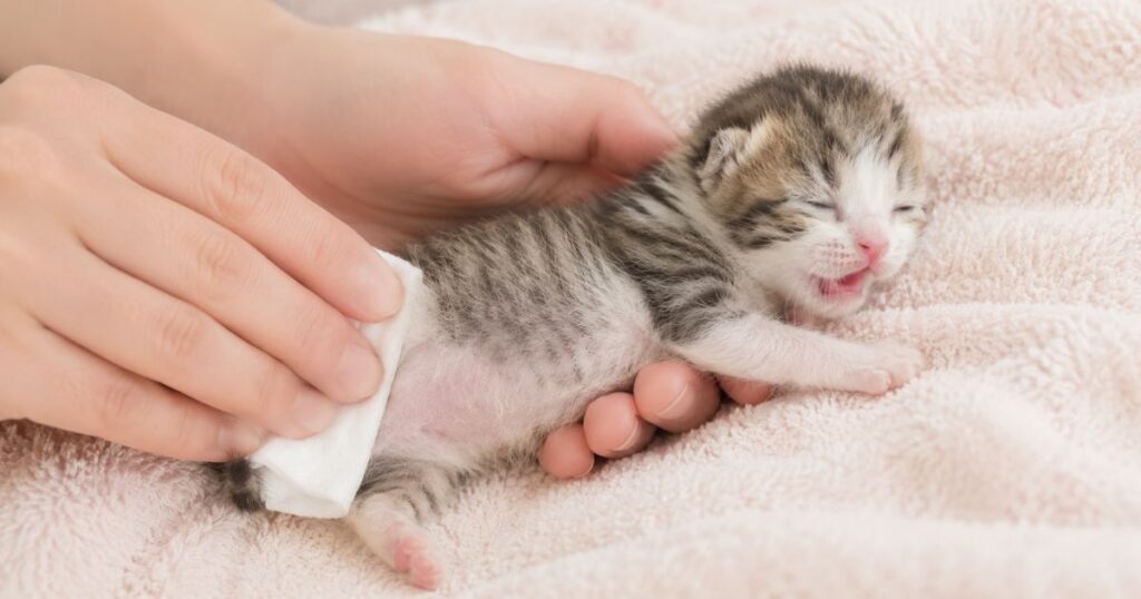 生後2週間の子猫の排泄処理。トントン優しく。