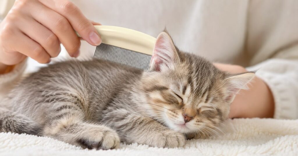 ノミ取り用の櫛でお手入れされる子猫