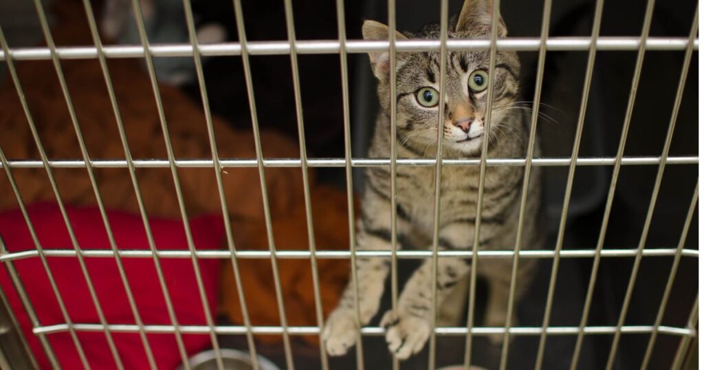 ケージ越しに対面する猫