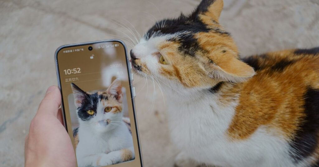 スマートフォンと猫
