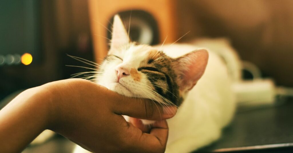 飼い主に顎を撫でられる猫