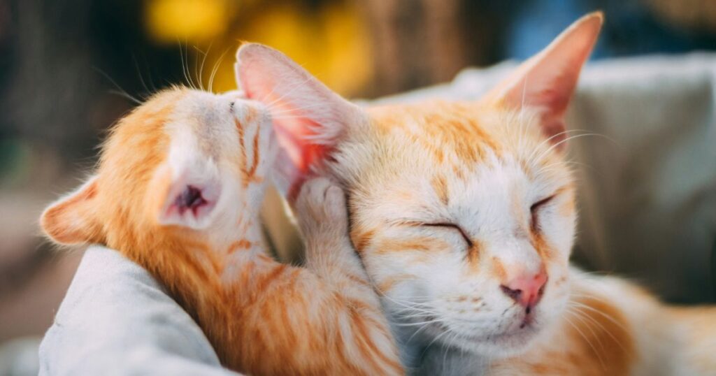 毛づくろいする猫たち