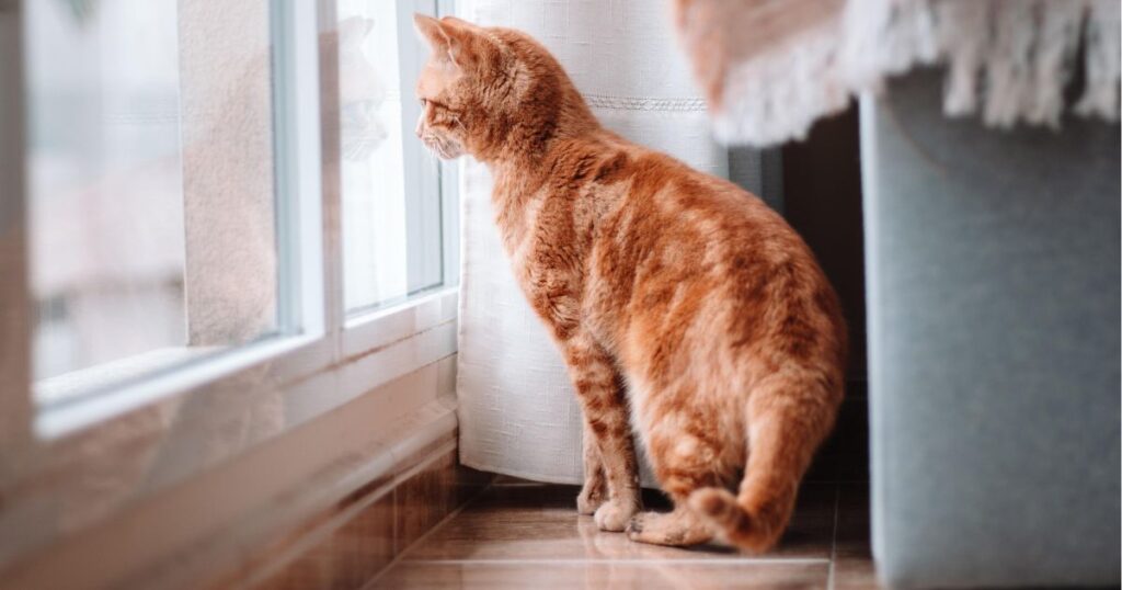 窓の外を見る猫
