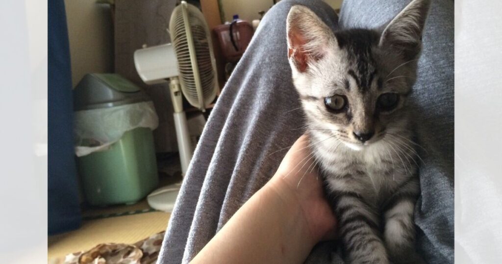 昔保護した子猫。猫風邪も良くなって里親に出す話が出た頃。