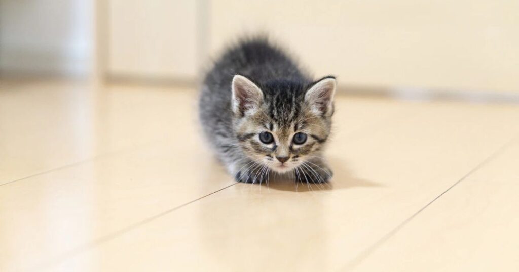 お尻ふりふりしながら獲物を狙う猫