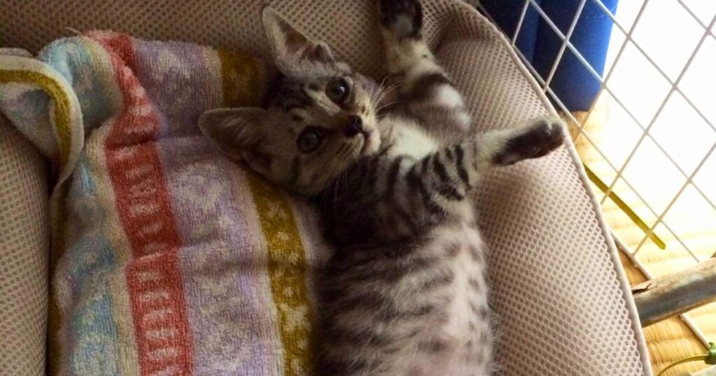 保護して2ヶ月近くたった頃の保護猫。 猫風邪も完全に治った