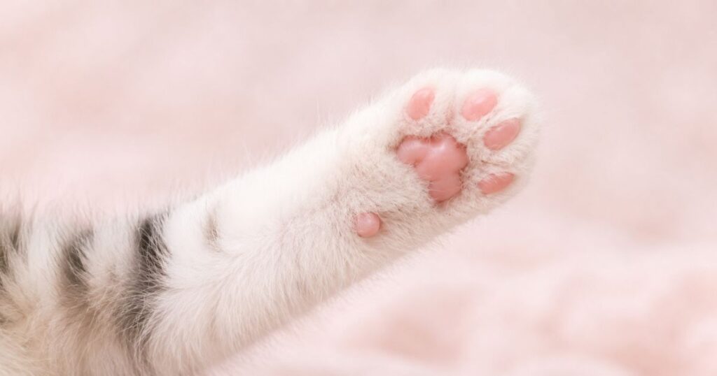 子猫の肉球